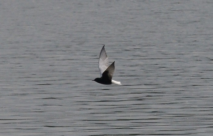 White-winged Black Tern