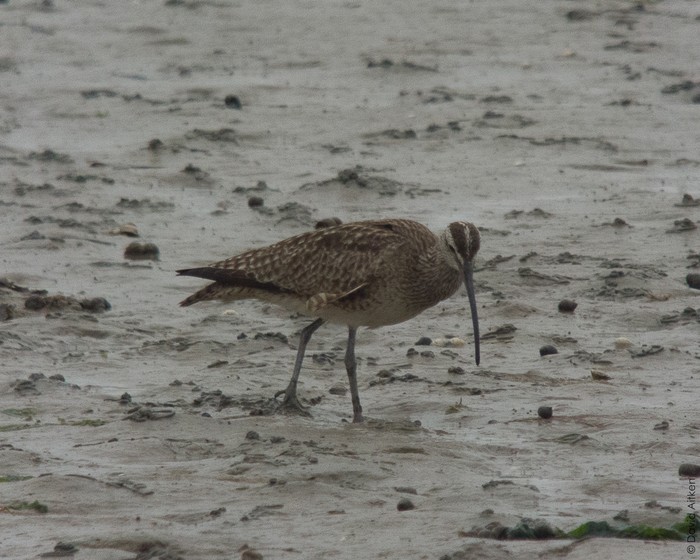 Hudsonian Whimbrel