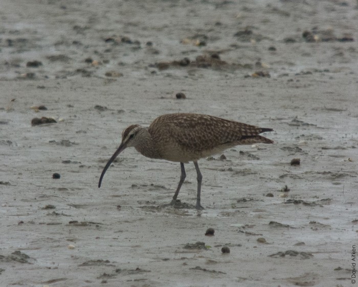 Hudsonian Whimbrel