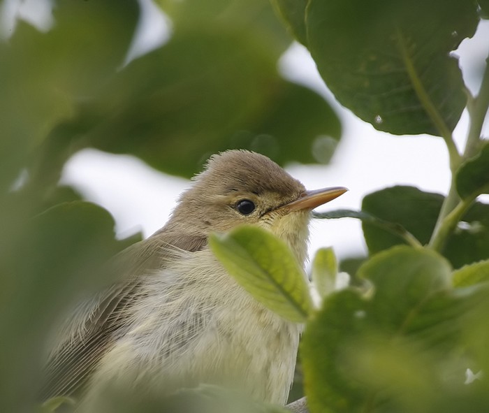 Melodious Warbler
