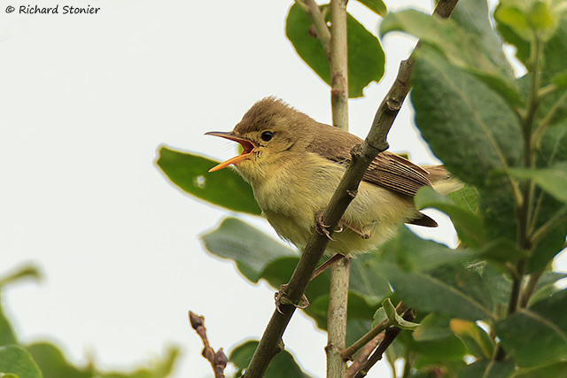 Melodious Warbler