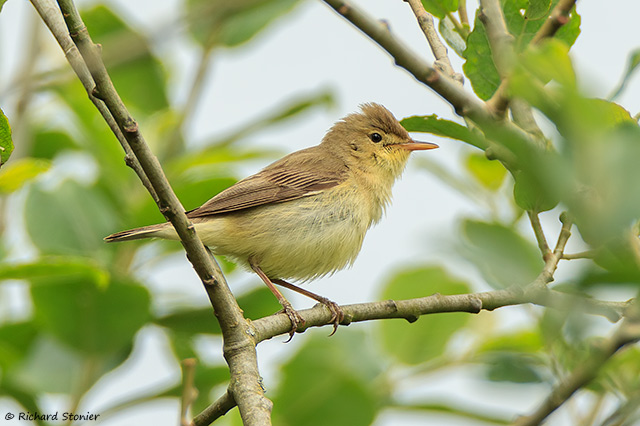 Melodious Warbler