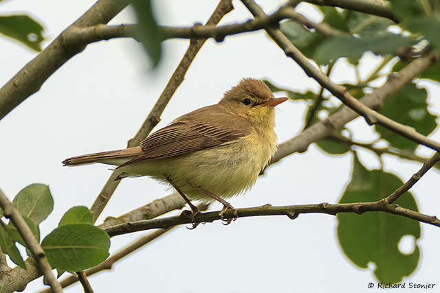 Melodious Warbler