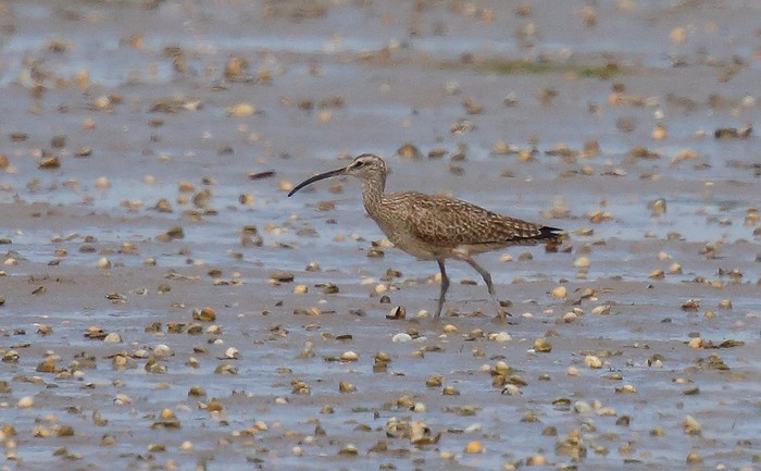 Hudsonian Whimbrel