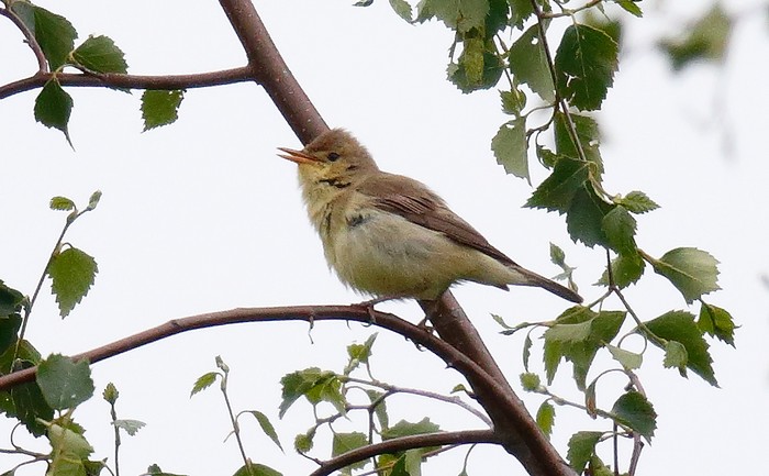 Melodious Warbler