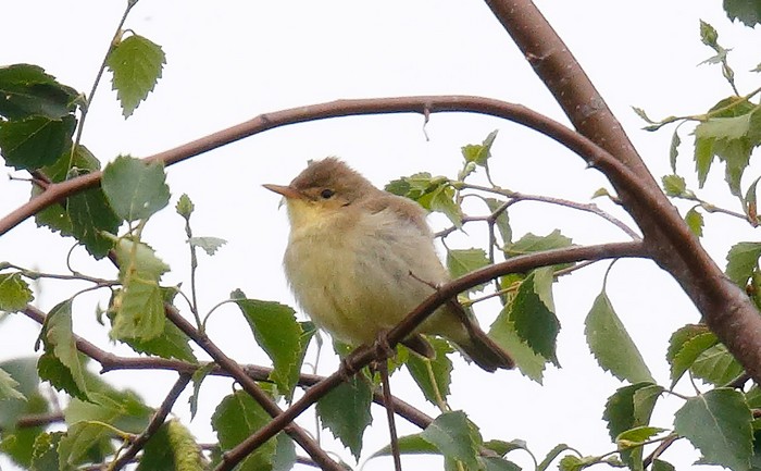 Melodious Warbler