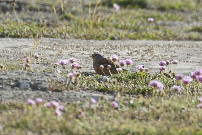 Cretzschmar's Bunting