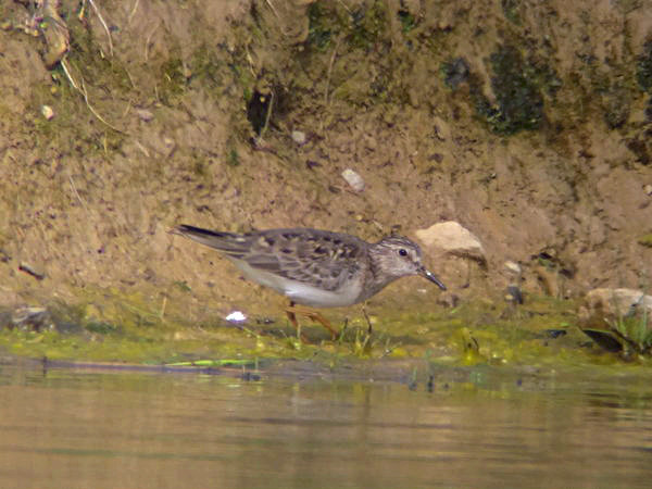 Temminck's Stint