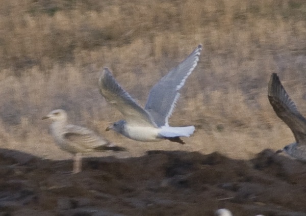Glaucous-winged Gull