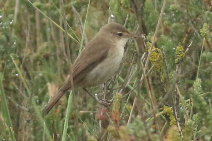 Blyth's Reed Warbler