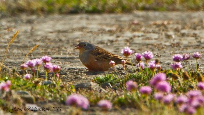 Cretzschmar's Bunting