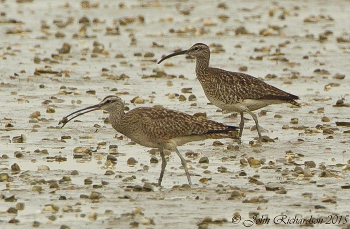 Hudsonian Whimbrel