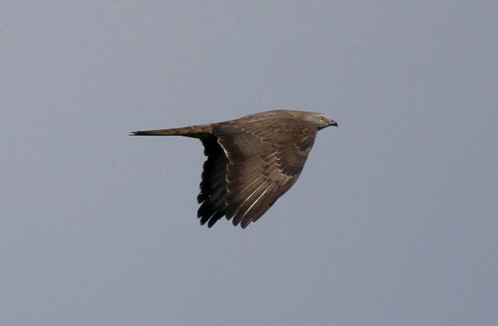 Honey Buzzard