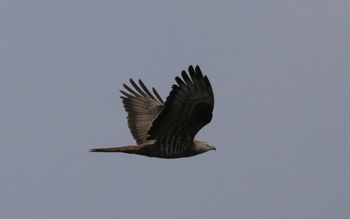 Honey Buzzard