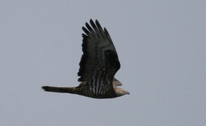 Honey Buzzard