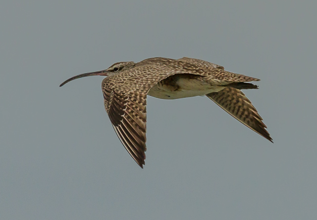 Hudsonian Whimbrel