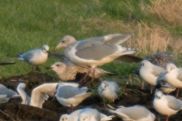 Glaucous-winged Gull