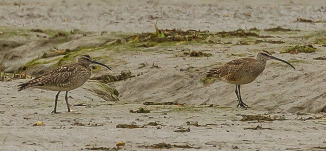 Hudsonian Whimbrel