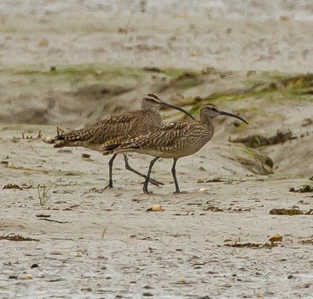 Hudsonian Whimbrel