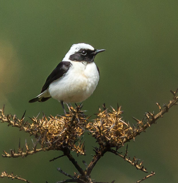 Eastern Black-eared Wheatear