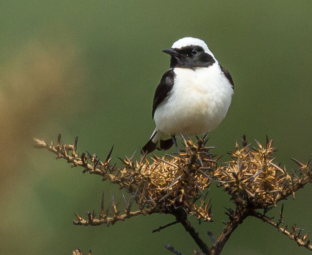 Eastern Black-eared Wheatear