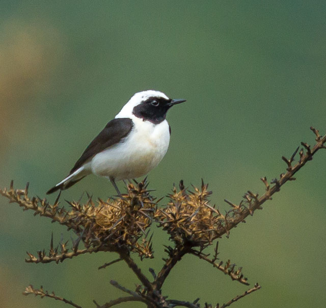 Eastern Black-eared Wheatear