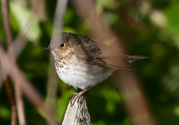 Swainson's Thrush