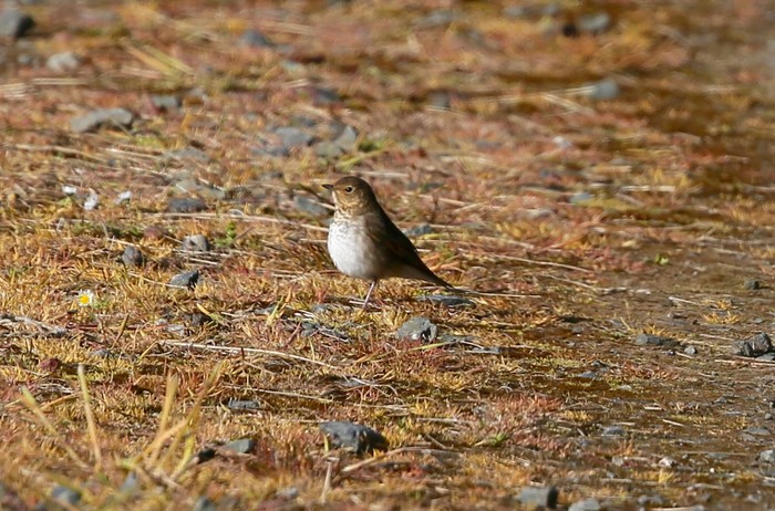 Swainson's Thrush