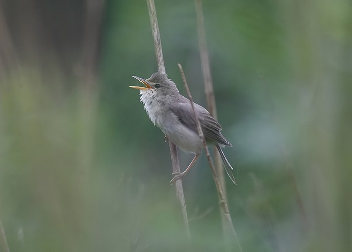 Marsh Warbler
