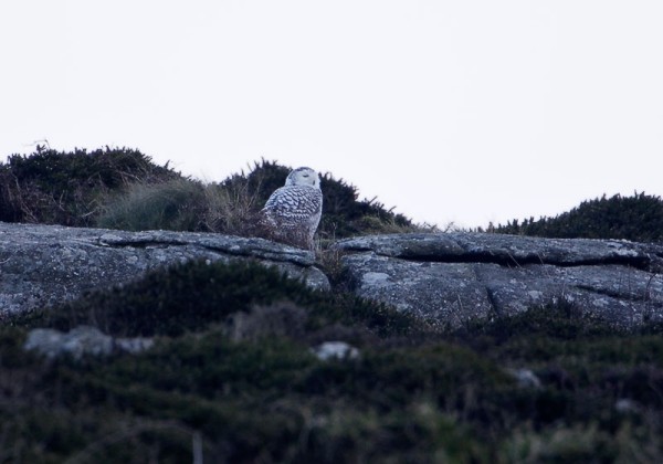 Snowy Owl