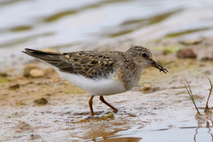 Temminck's Stint