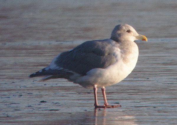 Glaucous-winged Gull