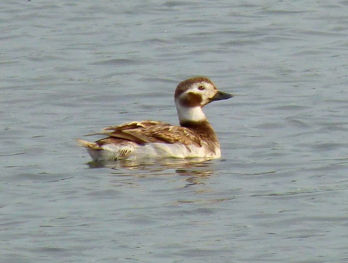 Long-tailed Duck