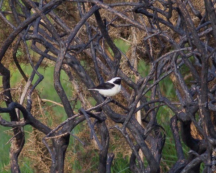Eastern Black-eared Wheatear