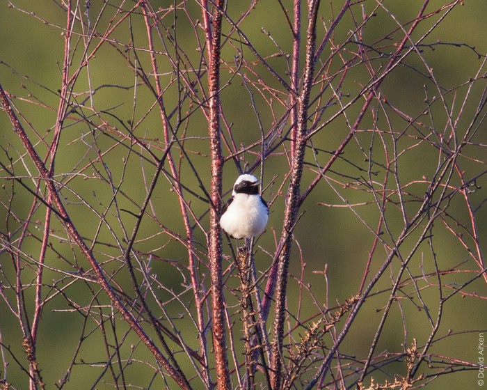 Eastern Black-eared Wheatear