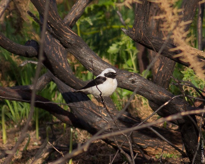 Eastern Black-eared Wheatear