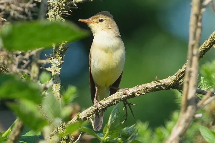 Melodious Warbler