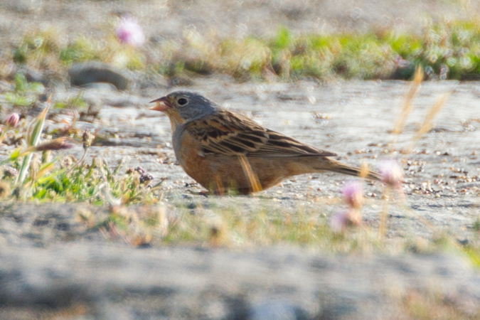 Cretzschmar's Bunting