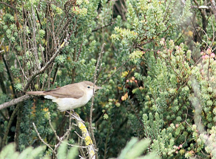 Blyth's Reed Warbler