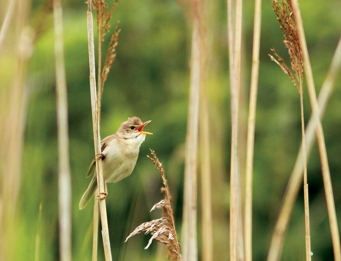 Marsh Warbler