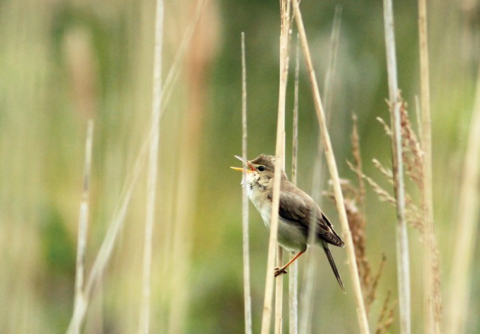 Marsh Warbler