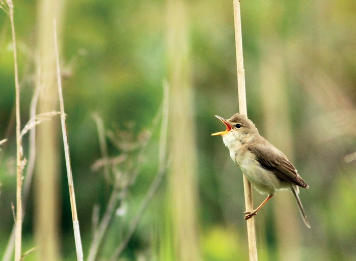 Marsh Warbler