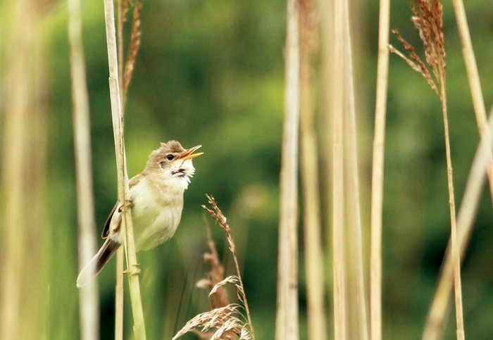 Marsh Warbler