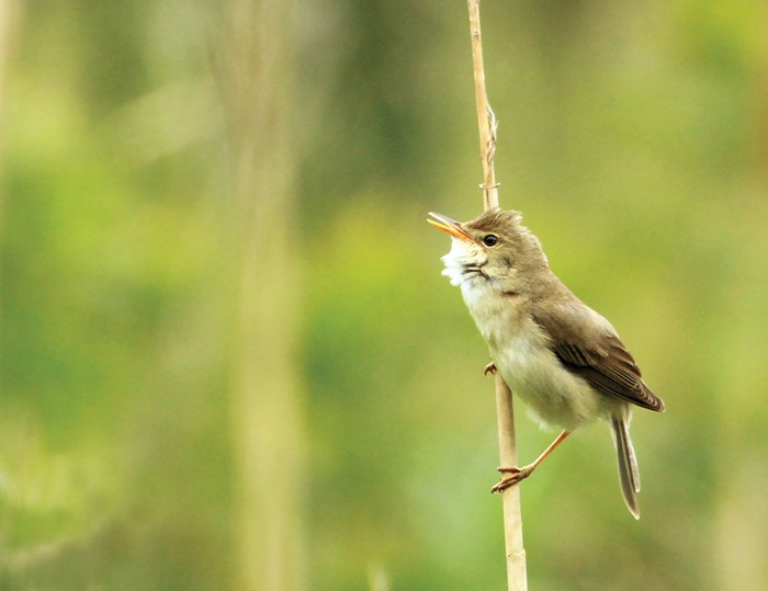 Marsh Warbler