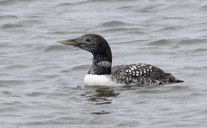 White-billed Diver