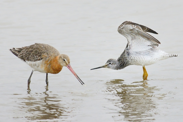 Greater Yellowlegs