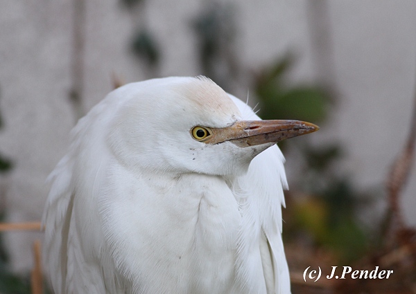 Cattle Egret