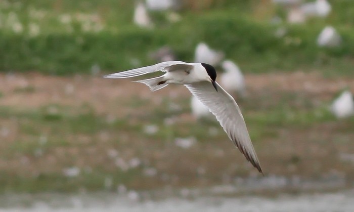 Gull-billed Tern