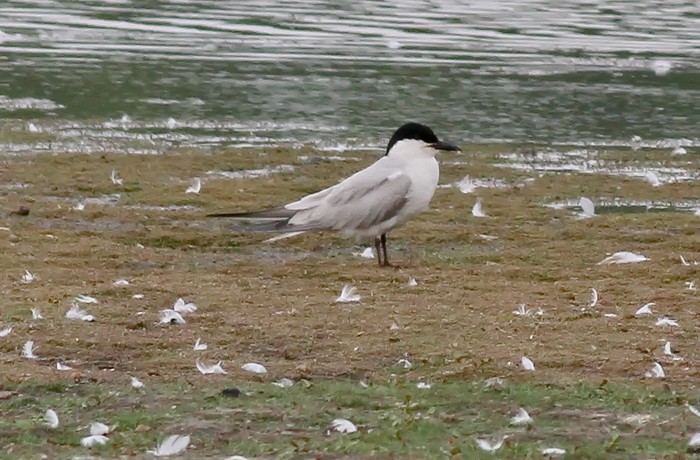 Gull-billed Tern