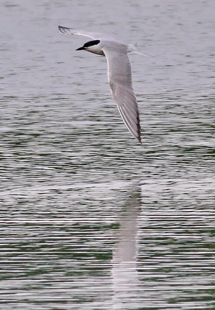 Gull-billed Tern